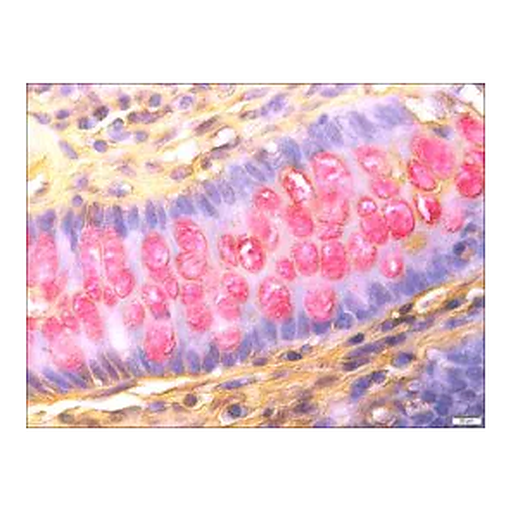 Merck Mucin TISSUE-TROL Control Slides