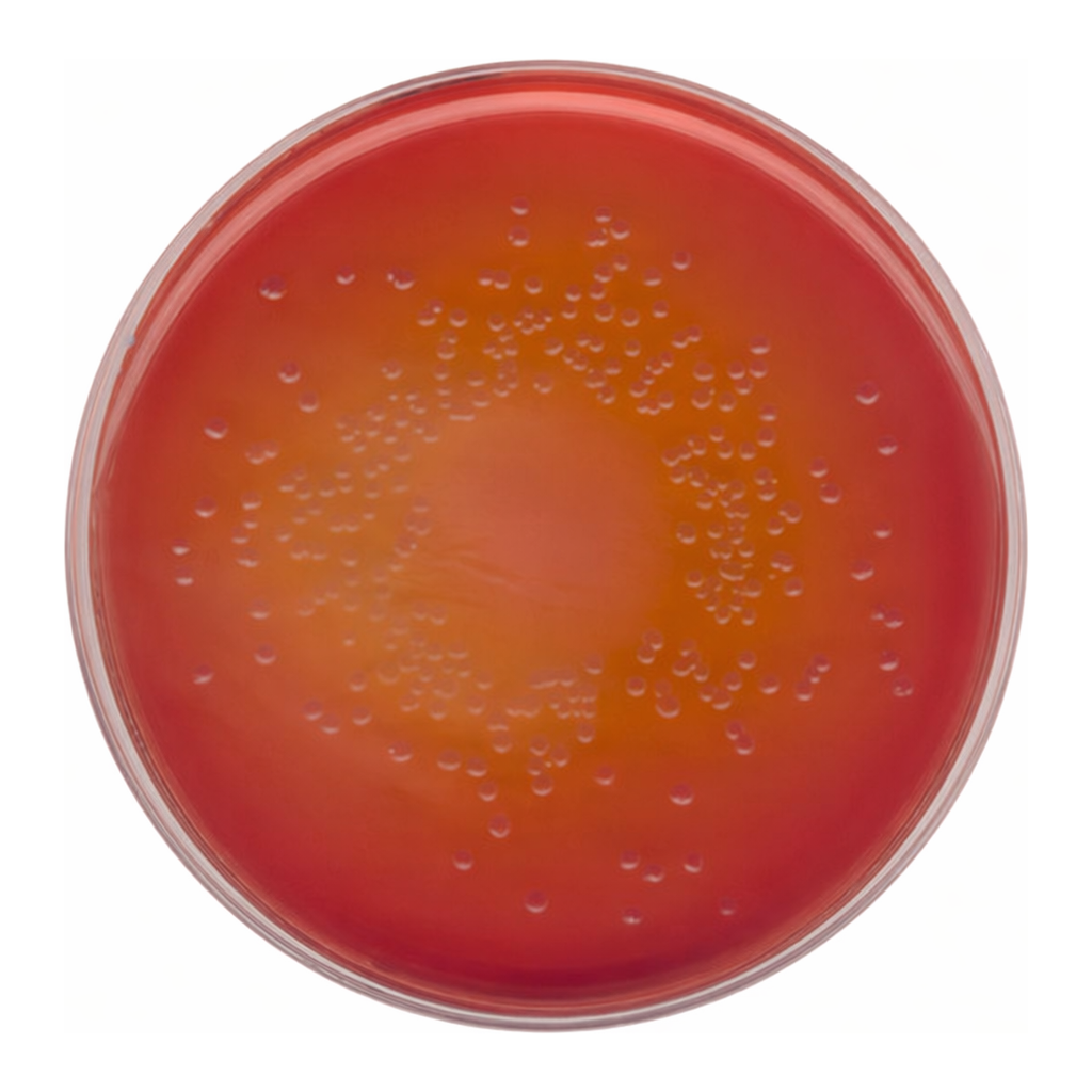Merck MacConkey Agar