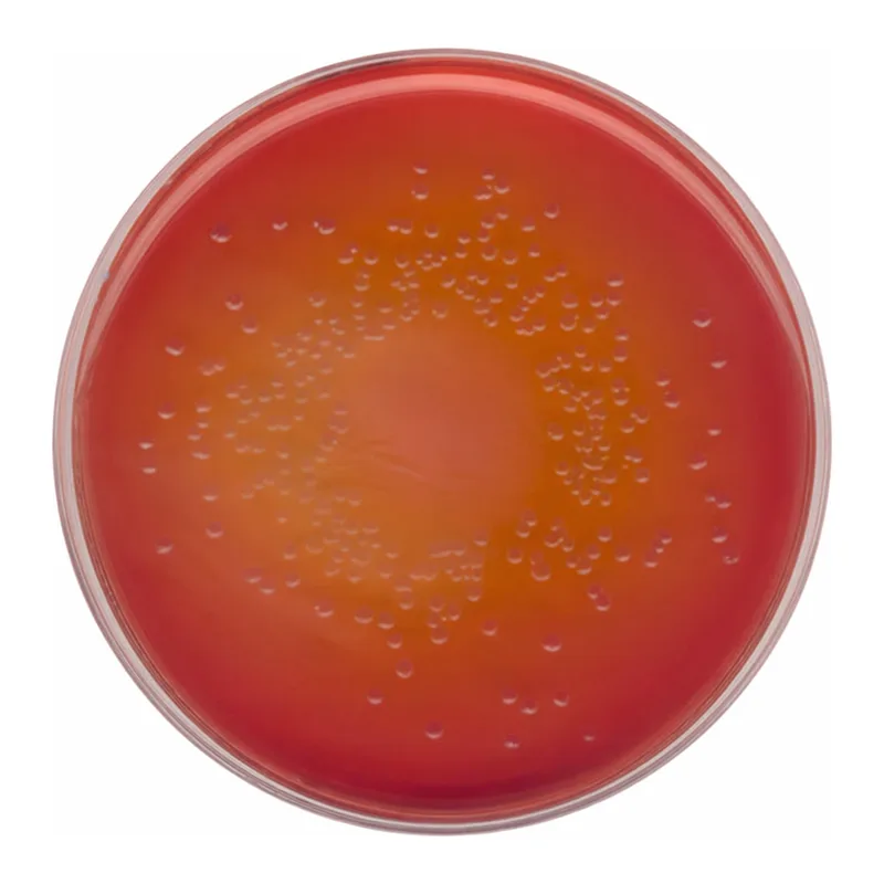 Merck MacConkey Agar