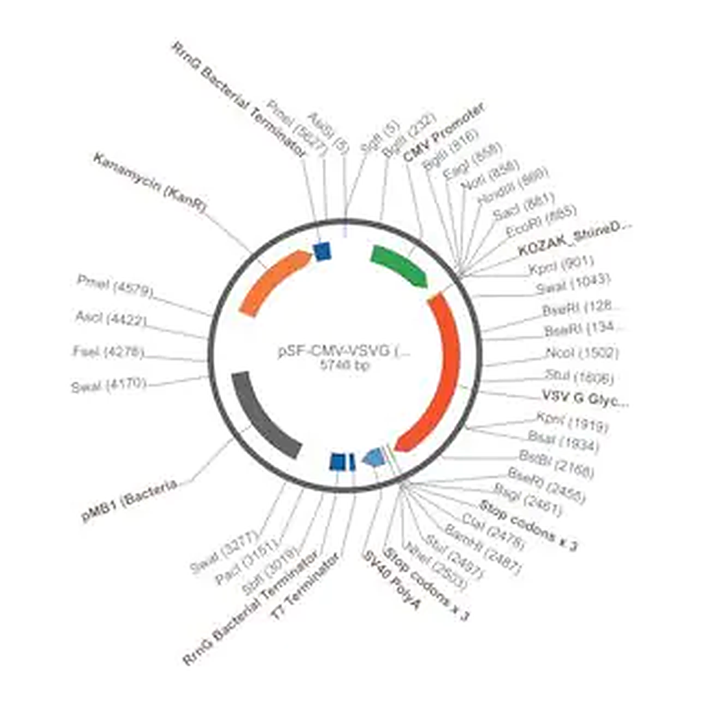 Merck PSF-CMV-VSVG - VSV G EXPRESSION PLASMID