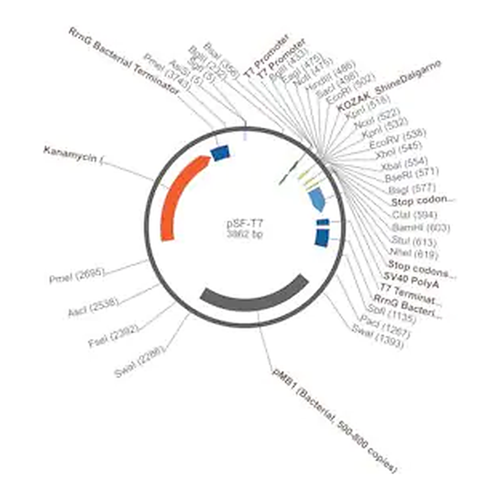 Merck PSF-T7 - T7 PROMOTER PLASMID