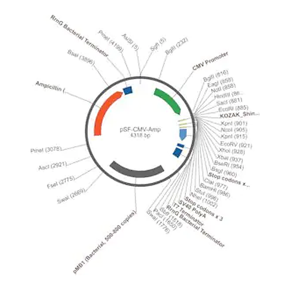 Merck PSF-CMV-AMP - CMV PROMOTER PLASMID