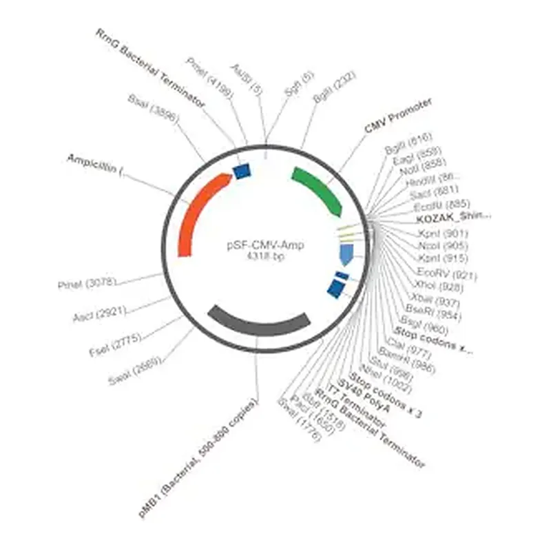 Merck PSF-CMV-AMP - CMV PROMOTER PLASMID
