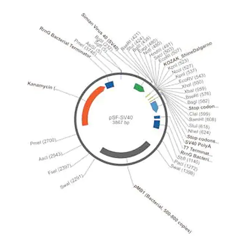 Merck PSF-SV40 - SV40 PROMOTER PLASMID