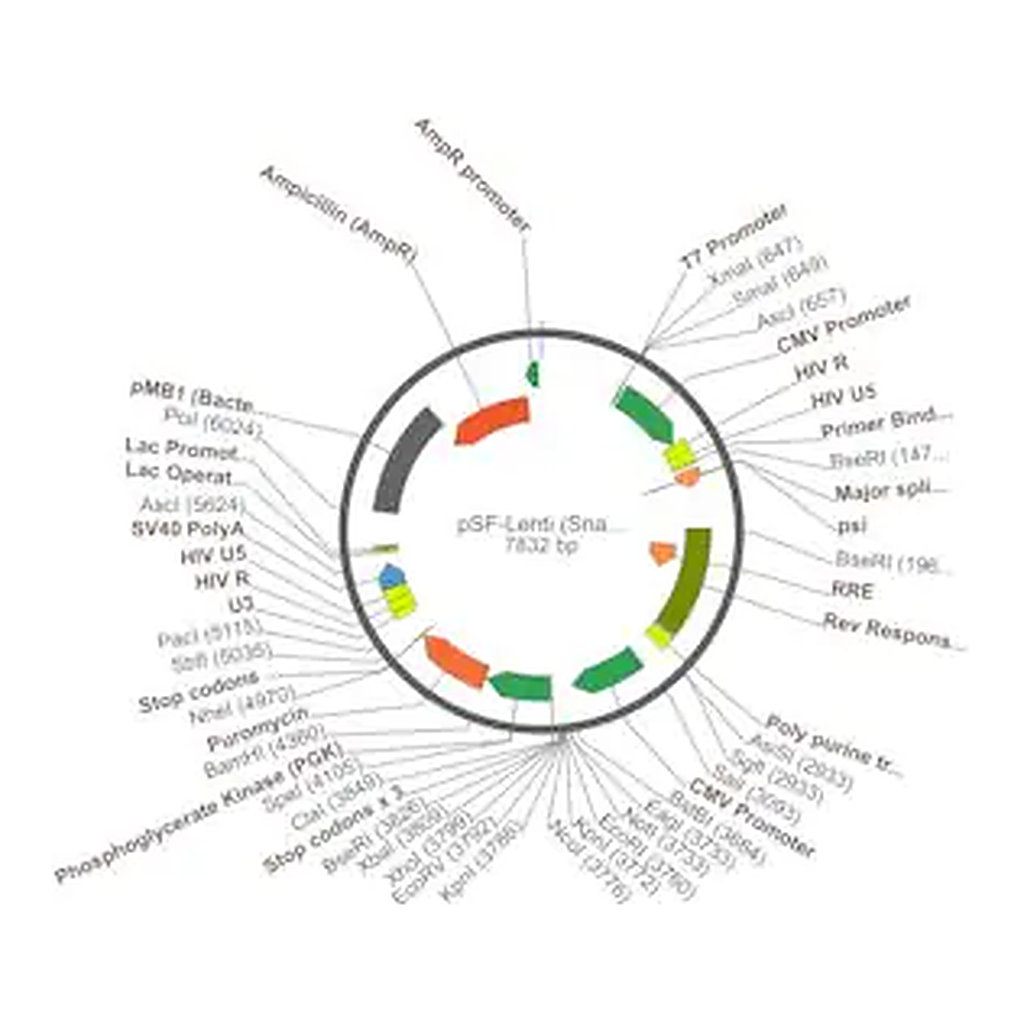 Merck PSF-LENTI - LENTIVIRUS PUROMYCIN CMV PLASMID
