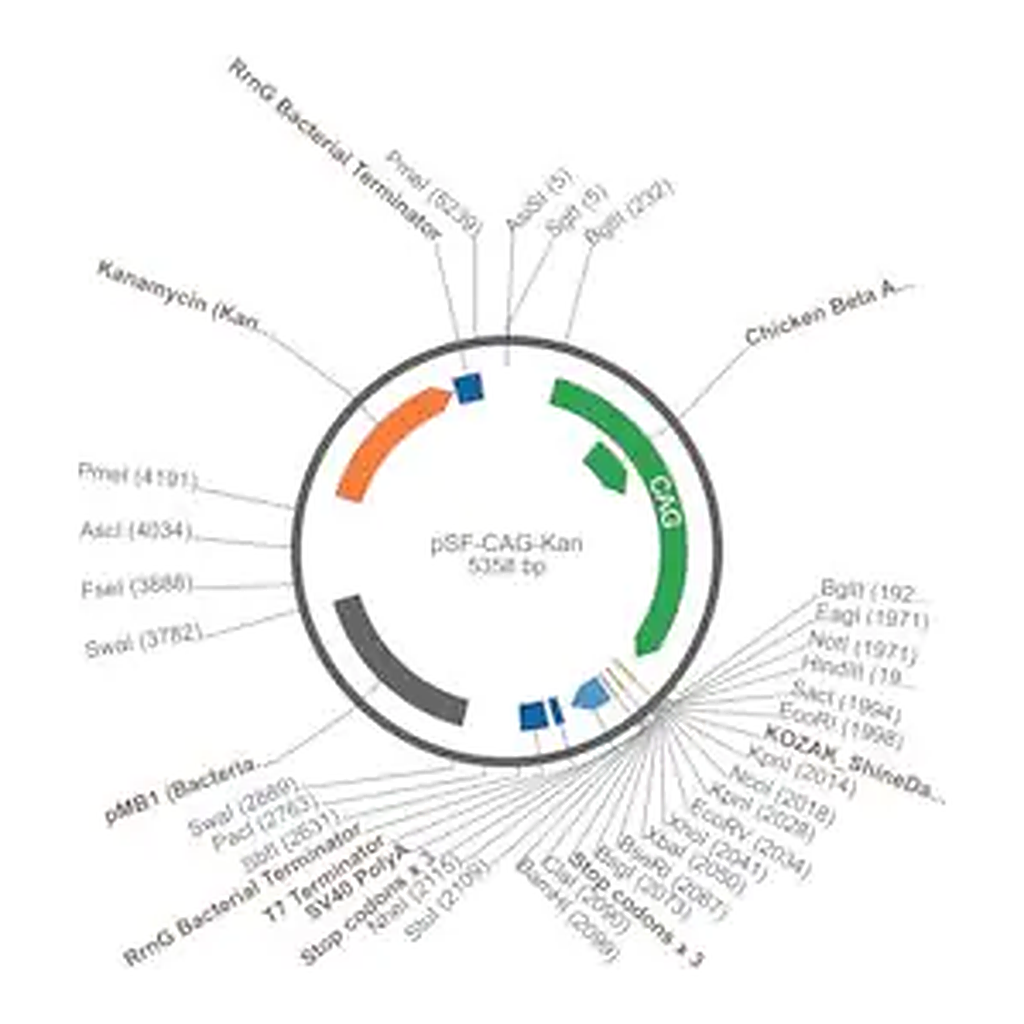 Merck PSF-CAG-KAN - CAG PROMOTER VECTOR