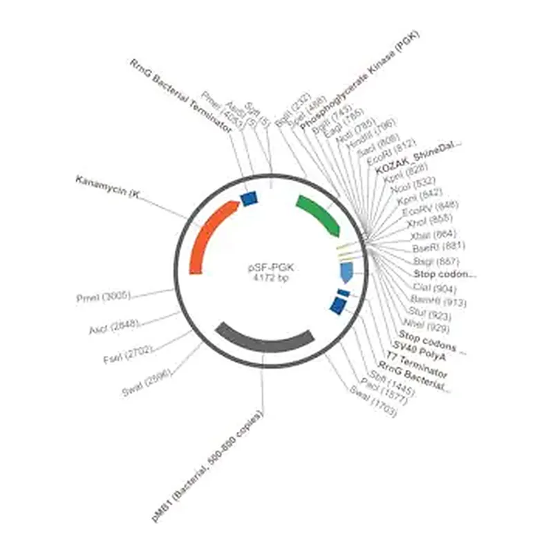 Merck PSF-PGK - PHOSPHOGLYCERATE KINASE PROMOTER PLASMID