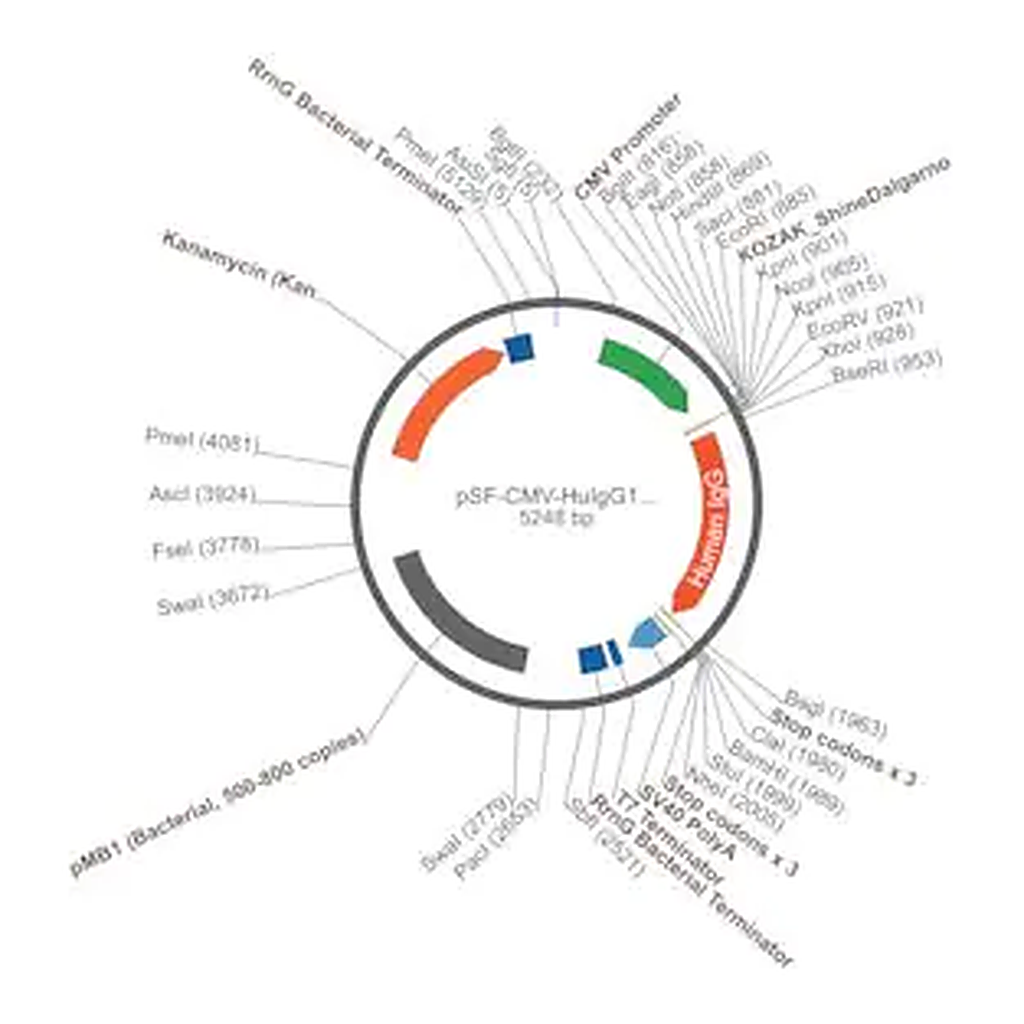 Merck PSF-CMV-HUIGG1 HC - HUMAN IGG HEAVY CHAIN PLASMID