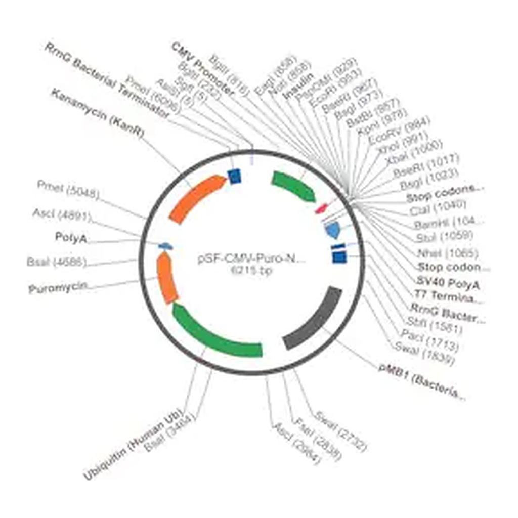Merck PSF-CMV-PURO-NH2-INSULINSP - INSULIN SECRETION PLASMID