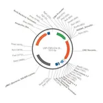 Merck PSF-CMV-CRE - CRE RECOMBINASE EXPRESSION VECTOR