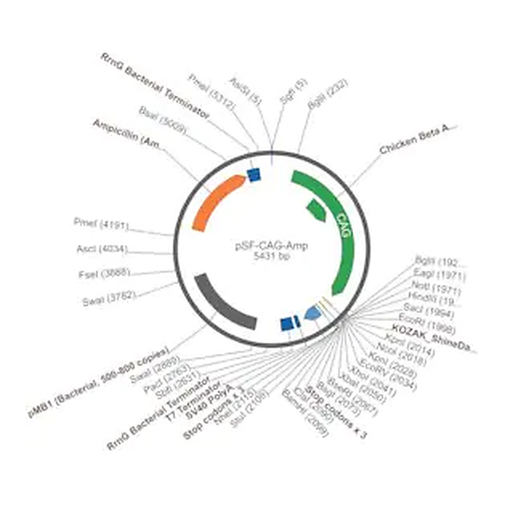 Merck PSF-CAG-AMP - CAG PROMOTER PLASMID