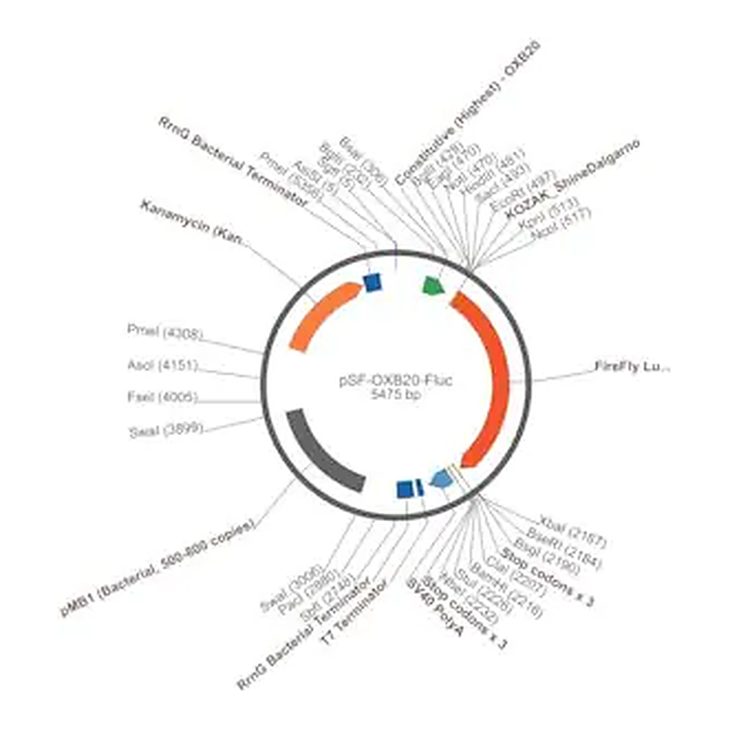 Merck PSF-OXB20-FLUC - BACTERIAL LUCIFERASE PLASMID