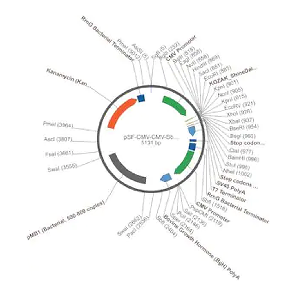 Merck PSF-CMV-CMV-SBFI - DUAL CMV EXPRESSION PLASMID