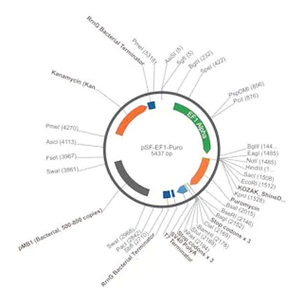 Merck PSF-EF1-PURO - ELONGATION FACTOR 1 ALPHA PROMOTER PUROMYCIN PLASMID