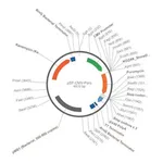 Merck PSF-CMV-PURO - CMV DRIVEN PUROMYCIN SELECTION PLASMID