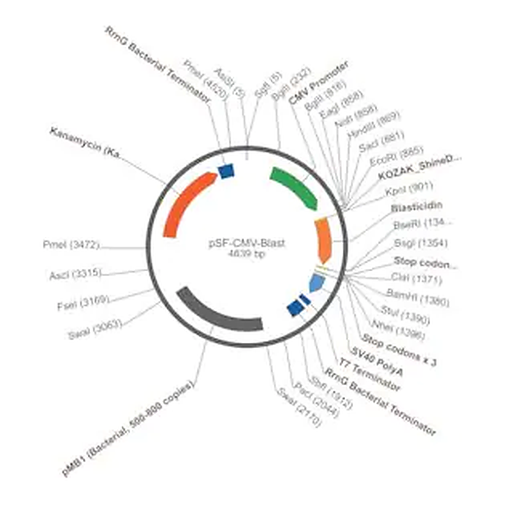 Merck PSF-CMV-BLAST - CMV PROMOTER BLASTICIDIN RESISTANT PLASMID