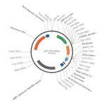 Merck PSF-CMV-BLAST - CMV PROMOTER BLASTICIDIN RESISTANT PLASMID