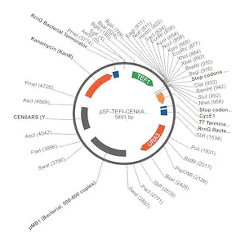 Merck PSF-TEFI-CEN6/ARS4-URA3 - LOW COPY ORIGIN YEAST PLASMID