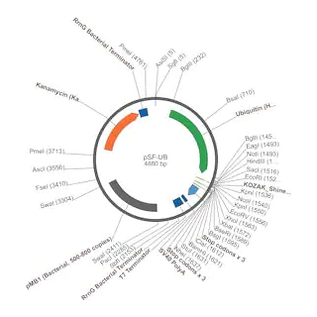 Merck PSF-UB - UBIQUITIN PROMOTER EXPRESSION PLASMID