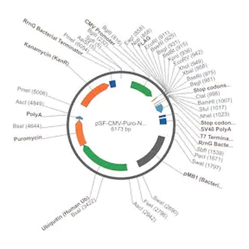 Merck PSF-CMV-PURO-NH2-FLAG - N-TERMINAL FLAG TAG MAMMALIAN PLASMID
