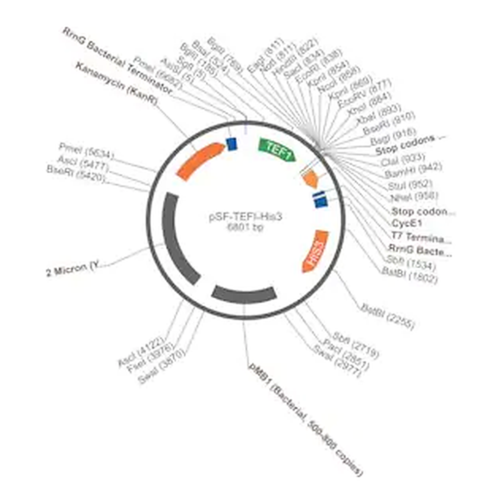 Merck PSF-TEFI-HIS3 - HISTIDINE YEAST SELECTION PLASMID