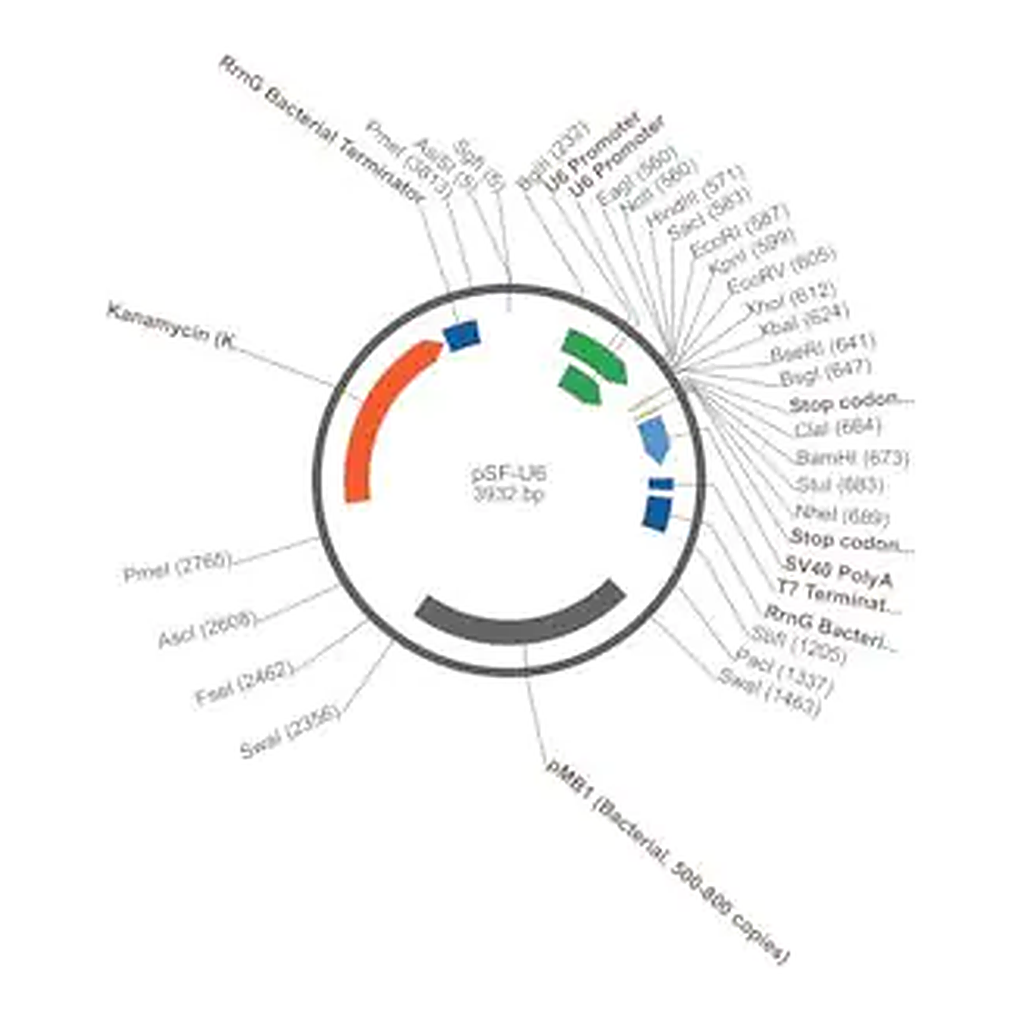 Merck PSF-U6 - SIRNA/RNAI EXPRESSION PLASMID
