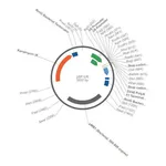 Merck PSF-U6 - SIRNA/RNAI EXPRESSION PLASMID
