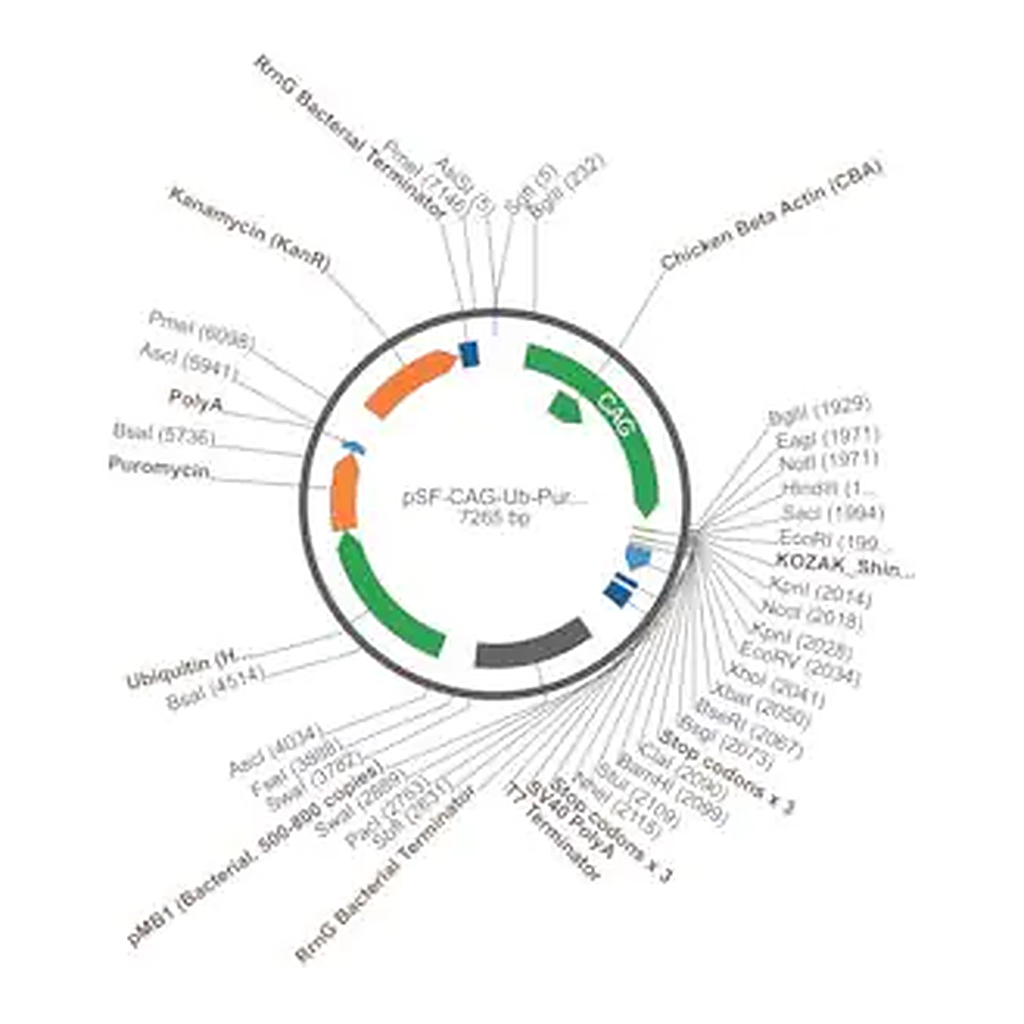 Merck PSF-CAG-UB-PURO - CAG PROMOTER PUROMYCIN RESISTANT VECTOR