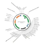 Merck PSF-CAG-UB-PURO - CAG PROMOTER PUROMYCIN RESISTANT VECTOR