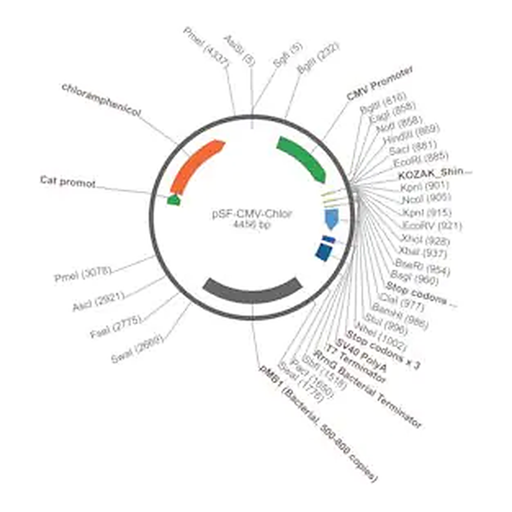 Merck PSF-CMV-CHLOR - CHLORAMPHENICOL RESISTANT PLASMID