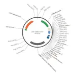 Merck PSF-CMV-CHLOR - CHLORAMPHENICOL RESISTANT PLASMID