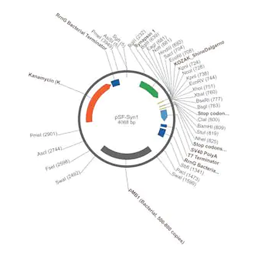 Merck PSF-SYN1 - SYNAPSIN 1 NEURON SPECIFIC PROMOTER PLASMID
