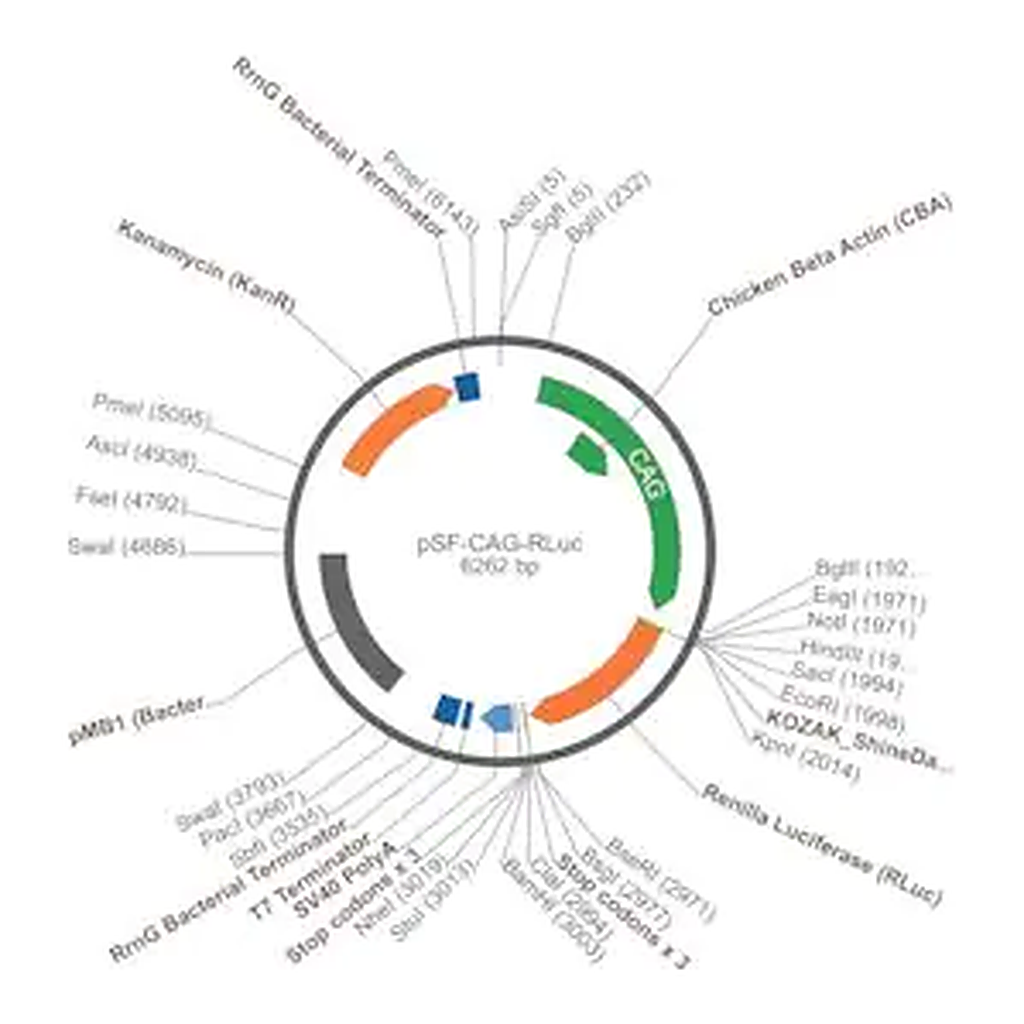 Merck PSF-CAG-RENILLA - CAG LUCIFERASE REPORTER PLASMID