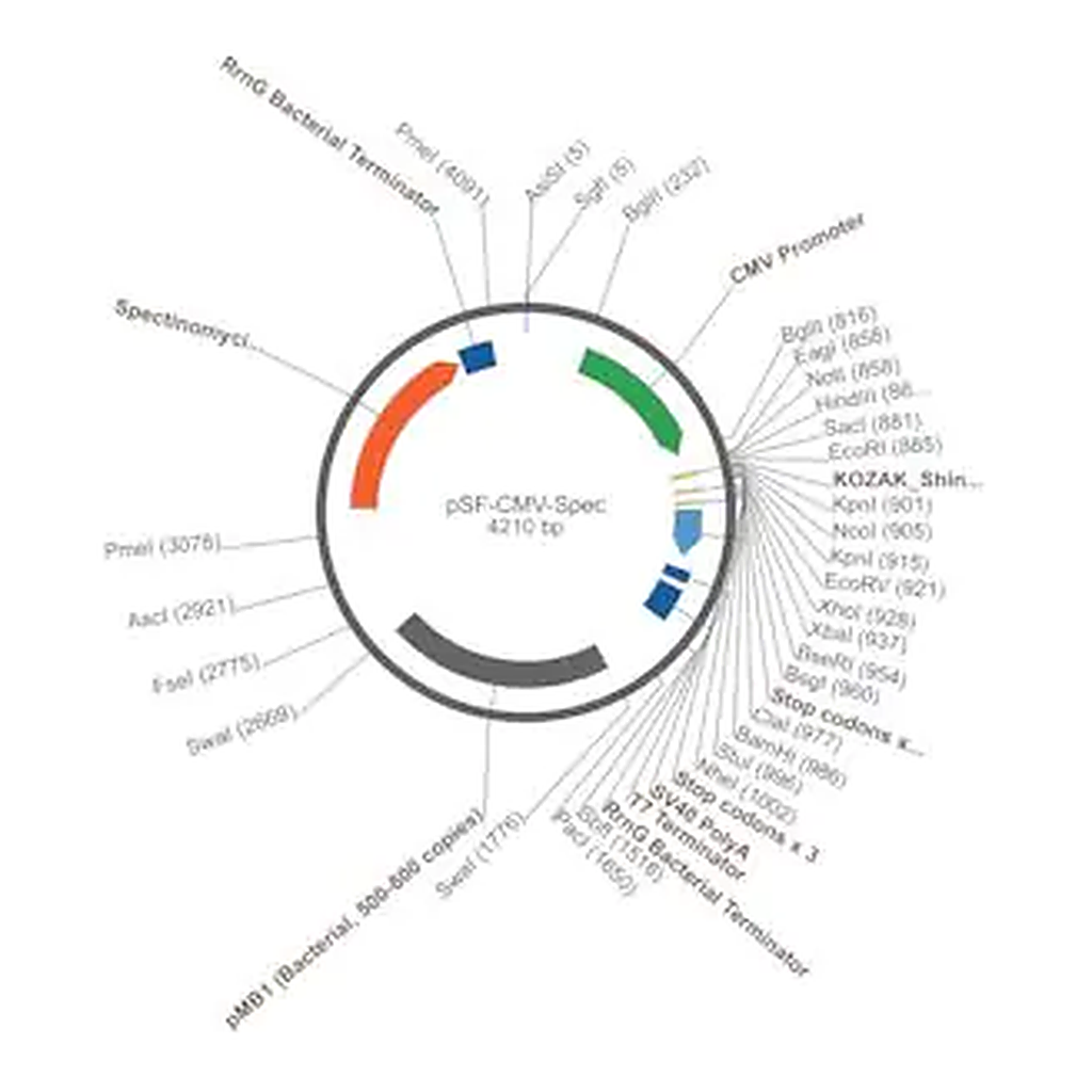 Merck PSF-CMV-SPEC - SPECTINOMYCIN RESISTANT PLASMID