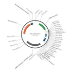 Merck PSF-CMV-SPEC - SPECTINOMYCIN RESISTANT PLASMID