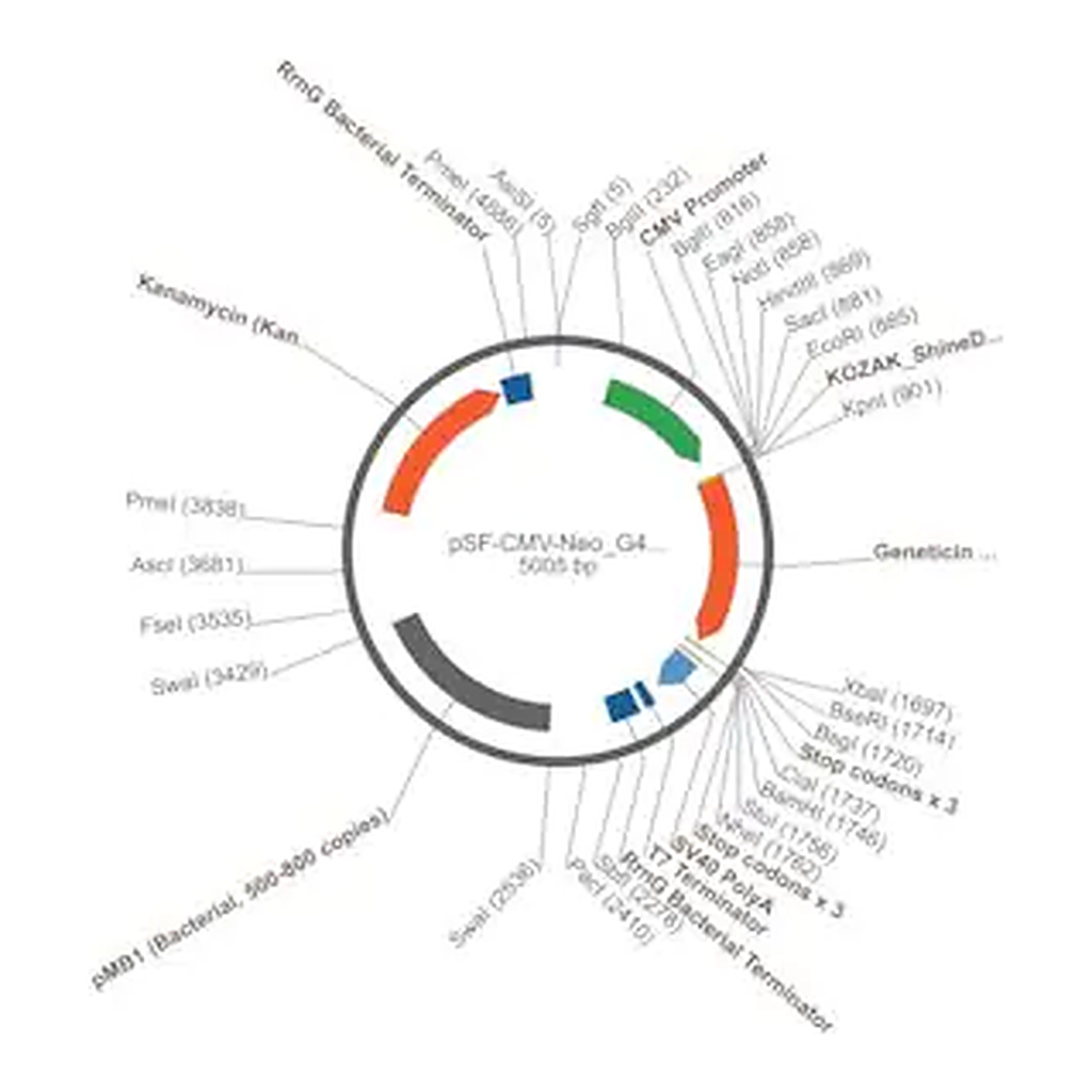 Merck PSF-CMV-NEO/G418 - G418 SELECTION CMV EXPRESSION PLASMID