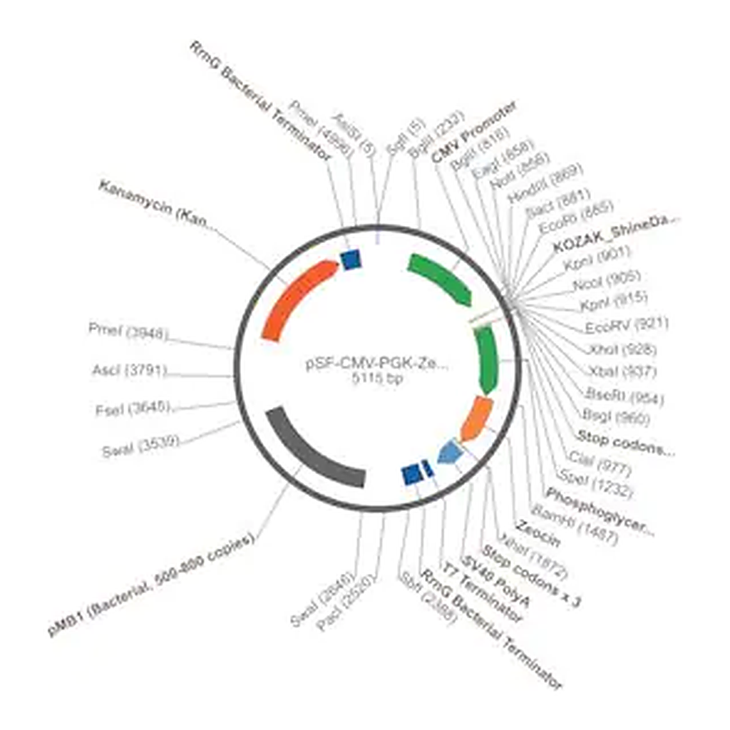 Merck PSF-CMV-PGK-ZEO - DUAL PROMOTER ZEOCIN PLASMID