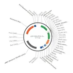 Merck PSF-CMV-PGK-ZEO - DUAL PROMOTER ZEOCIN PLASMID