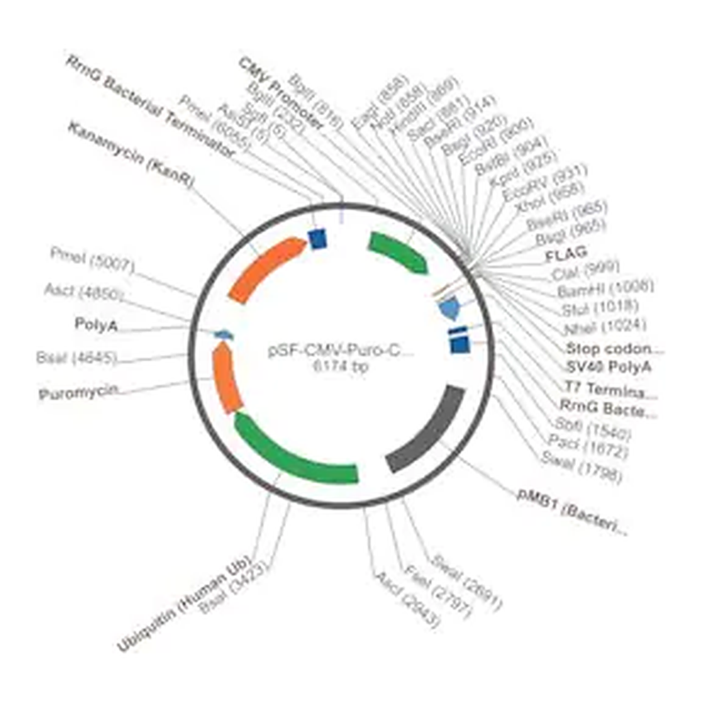 Merck PSF-CMV-PURO-COOH-FLAG - C-TERMINAL FLAG TAG MAMMALIAN PLASMID