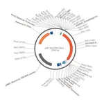 Merck PSF-MINCMV-SEAP - ALKALINE PHOSPHATASE MINIMAL CMV PLASMID