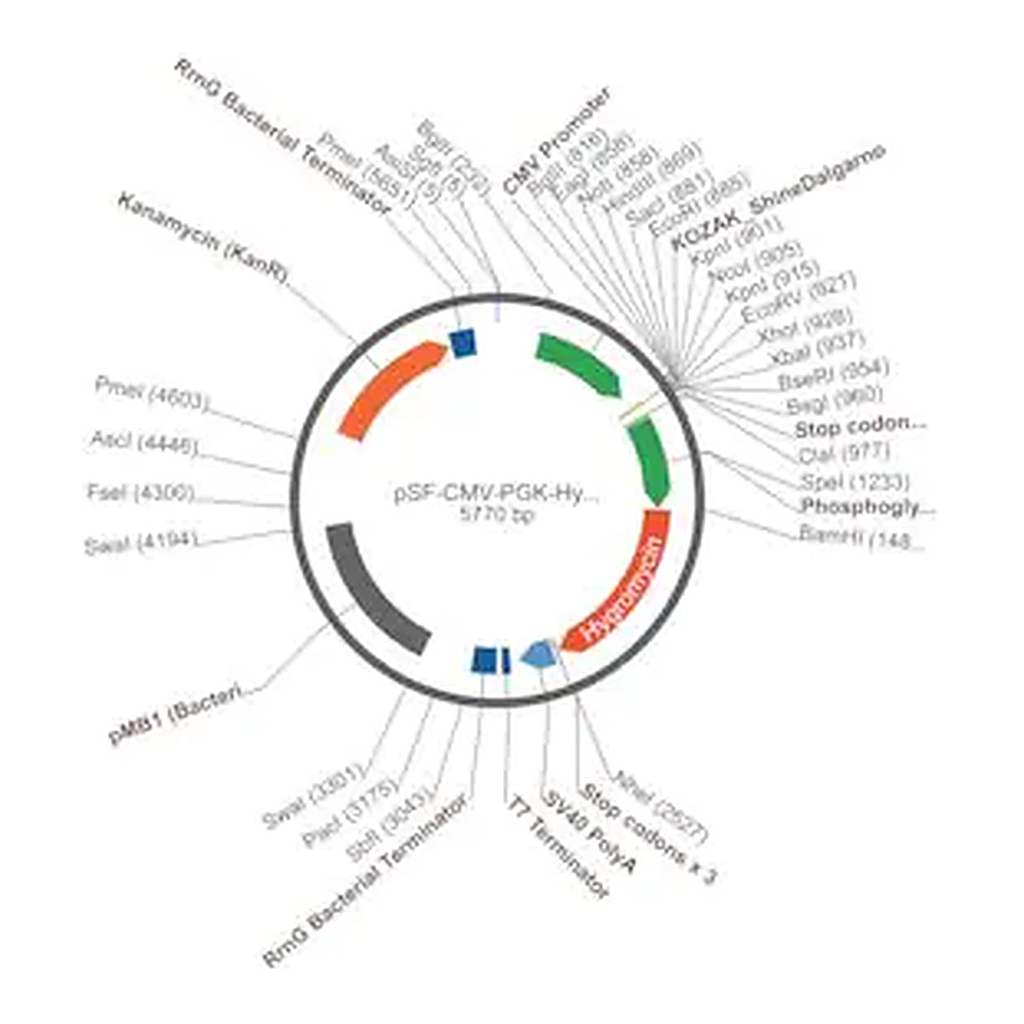 Merck PSF-CMV-PGK-HYGRO - DUAL PROMOTER HYGROMYCIN PLASMID