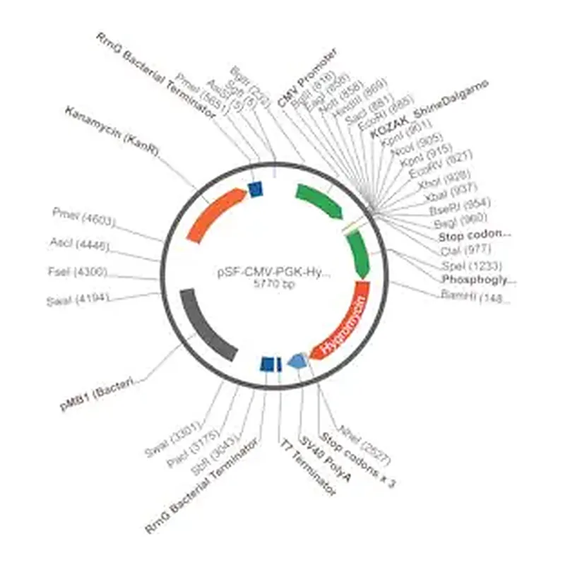 Merck PSF-CMV-PGK-HYGRO - DUAL PROMOTER HYGROMYCIN PLASMID