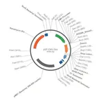 Merck PSF-CMV-ZEO - CMV PROMOTER ZEOCIN SELECTION VECTOR