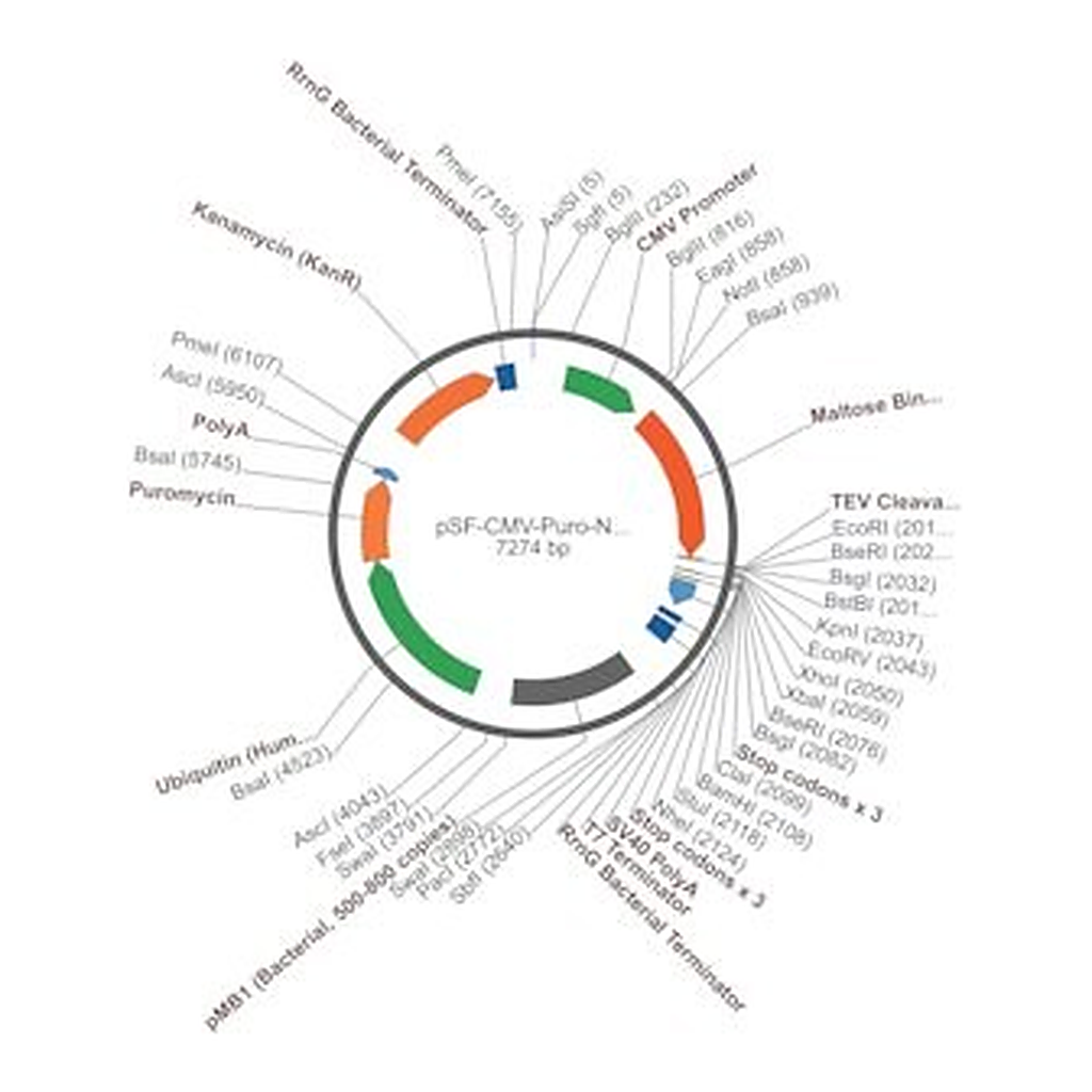 Merck PSF-CMV-PURO-NH2-MBP-TEV - N-TERMINAL MBP TAG MAMMALIAN PLASMID
