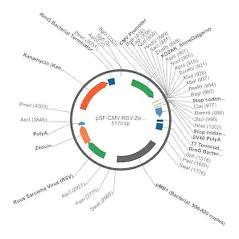 Merck PSF-CMV-RSV-ZEO ASCI - RSV PROMOTER ZEOCIN PLASMID