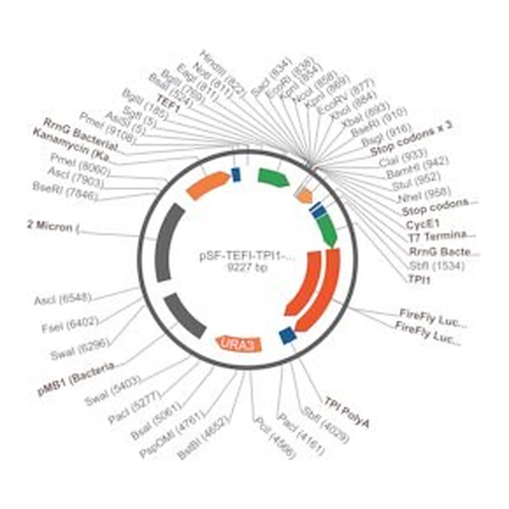 Merck PSF-TEFI-TPI1-FLUC-URA3 - FIREFLY LUCIFERASE YEAST VECTOR