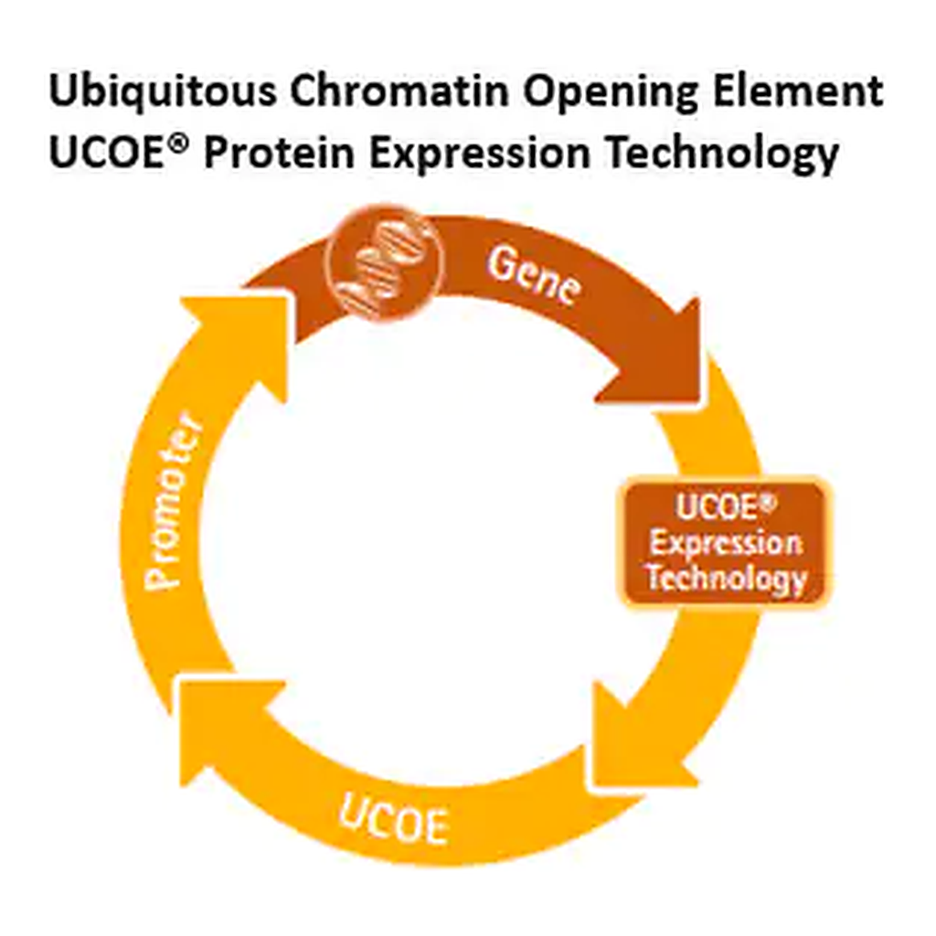 Merck UCOE Single Expression Puromycin Vector Set