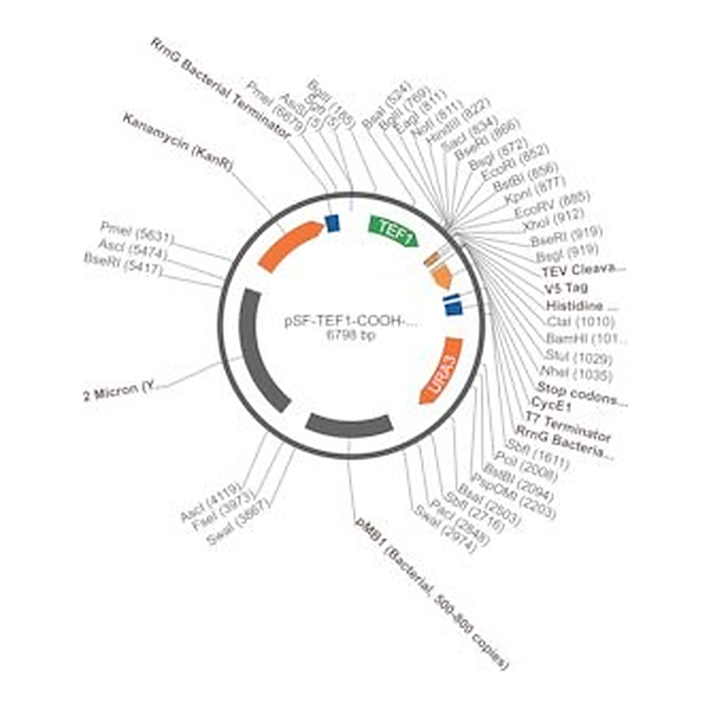 Merck PSF-TEF1-COOH-TEV-V5-6HIS - C-TERMINAL 6 HIS AND V5 DUAL TAG YEAST PLASMID