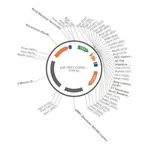 Merck PSF-TEF1-COOH-TEV-V5-6HIS - C-TERMINAL 6 HIS AND V5 DUAL TAG YEAST PLASMID