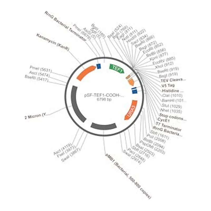 Merck PSF-TEF1-COOH-TEV-V5-6HIS - C-TERMINAL 6 HIS AND V5 DUAL TAG YEAST PLASMID